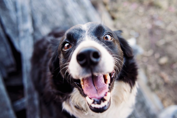 dog1.jpeg