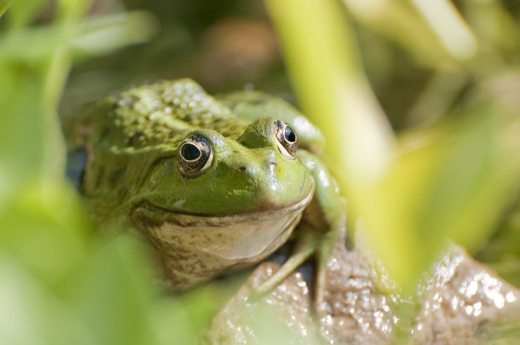 frog1